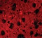 APP / Beta Amyloid Antibody (aa737-751)